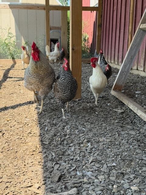 Whispering Hope Farm photo 1