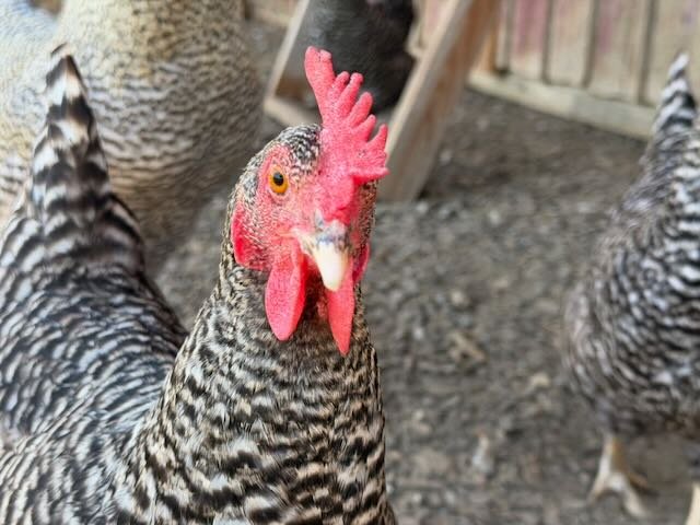 Whispering Hope Farm photo 2