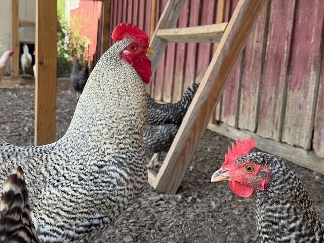 Whispering Hope Farm photo 3