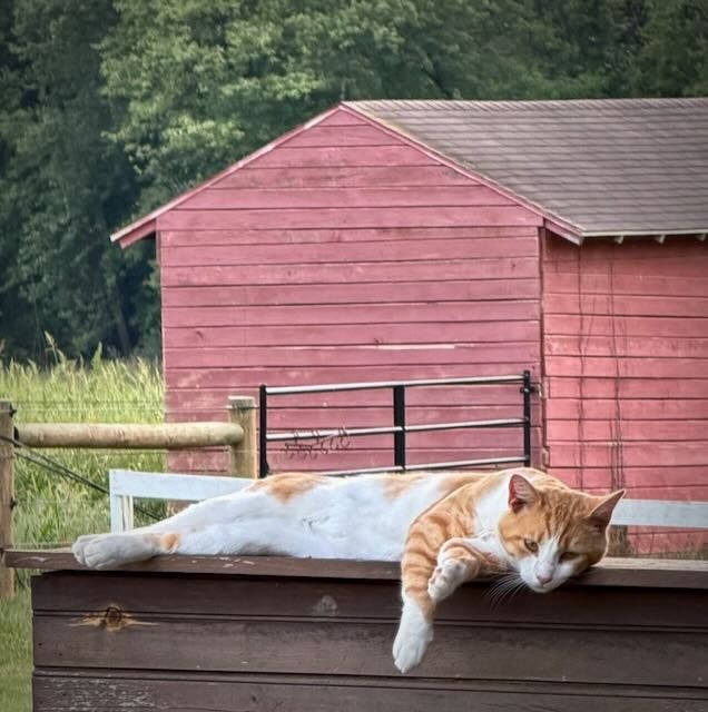 Whispering Hope Farm photo 7