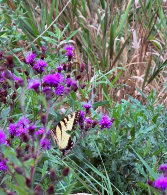 Whispering Hope Farm photo 9