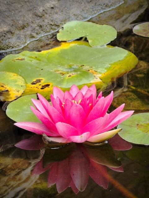 Whispering Hope Farm photo 5